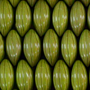 Baya de Cacao Grande